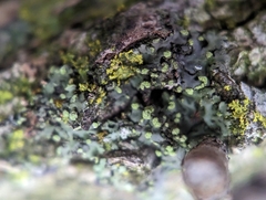 Phaeophyscia pusilloides