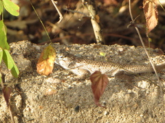 Sceloporus melanorhinus