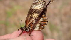 Acraea cabira