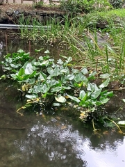 Nuphar japonica