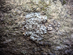 Phaeophyscia pusilloides
