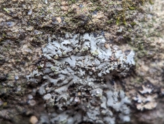 Phaeophyscia pusilloides