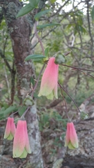 Alstroemeriaceae