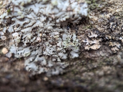 Phaeophyscia pusilloides