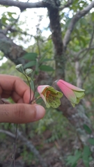 Alstroemeriaceae