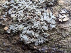 Phaeophyscia pusilloides