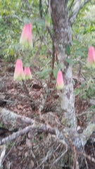 Alstroemeriaceae