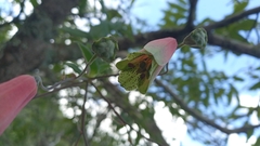 Alstroemeriaceae