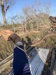 Pantherophis emoryi