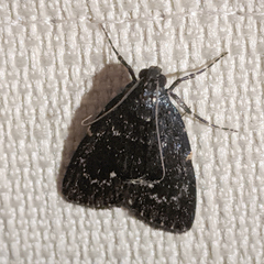Stericta carbonalis