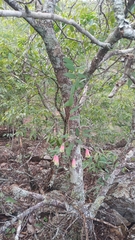 Alstroemeriaceae
