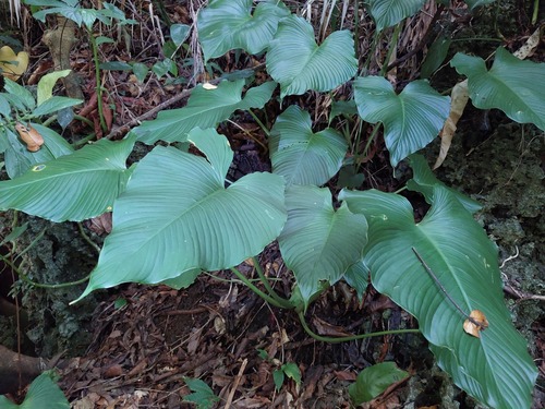 Schismatoglottis calyptrata, photograph 4