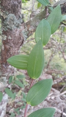 Alstroemeriaceae