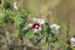 Oxystelma esculentum