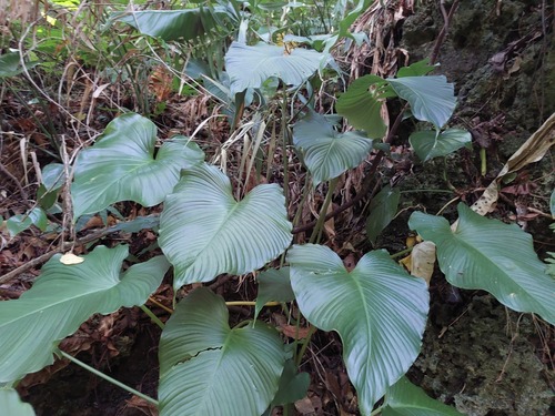 Schismatoglottis calyptrata, photograph 5