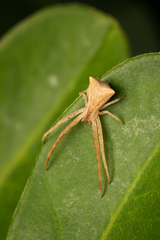 Sidymella