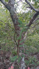 Alstroemeriaceae