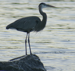 Ardea herodias