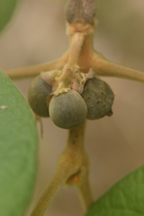 Vitex panshiniana