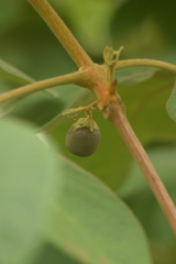 Vitex panshiniana