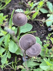 Panaeolus