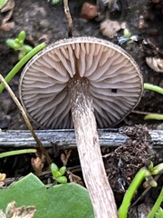 Panaeolus