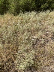 Solanum elaeagnifolium