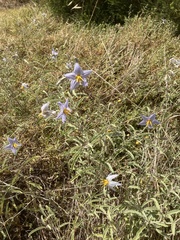 Solanum elaeagnifolium
