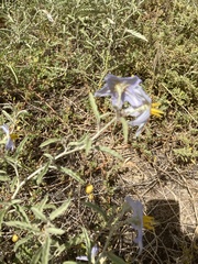 Solanum elaeagnifolium