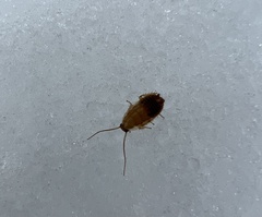 Ectobius pallidus