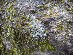Phaeophyscia pusilloides