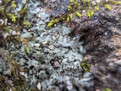 Phaeophyscia pusilloides