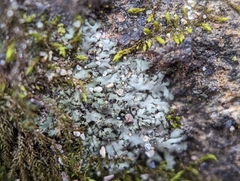 Phaeophyscia pusilloides