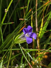 Gentianopsis holopetala