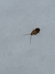Ectobius pallidus