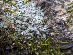 Phaeophyscia pusilloides
