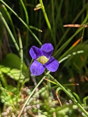 Gentianopsis holopetala