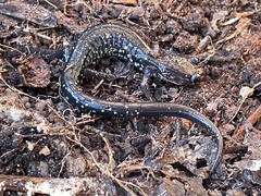 Plethodon albagula