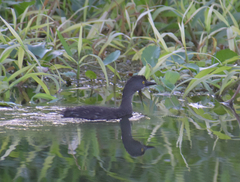 Tachybaptus dominicus