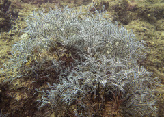Macrorhynchia philippina