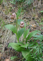Cypripedium macranthos