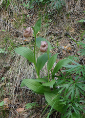 Cypripedium macranthos