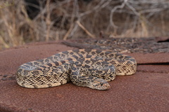 Pituophis catenifer sayi