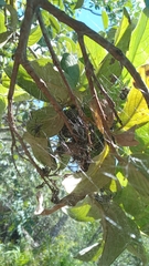 Parawixia bistriata