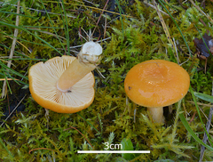 Lactarius porniniae
