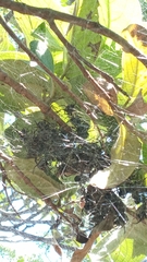 Parawixia bistriata
