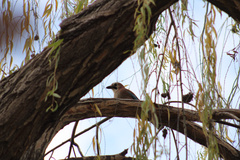 Garrulus glandarius