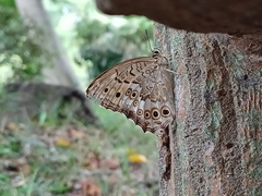 Neope goschkevitschii