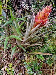 Tillandsia turneri