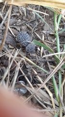 Scotobius pilularius